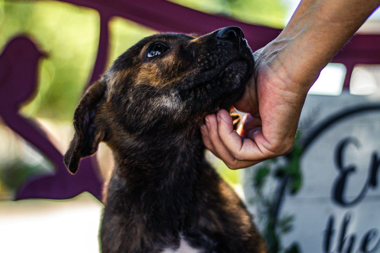 A dark brown puppy looks up as a person's hand strokes its chin A dark brown puppy looks up as a person's hand strokes its chin
