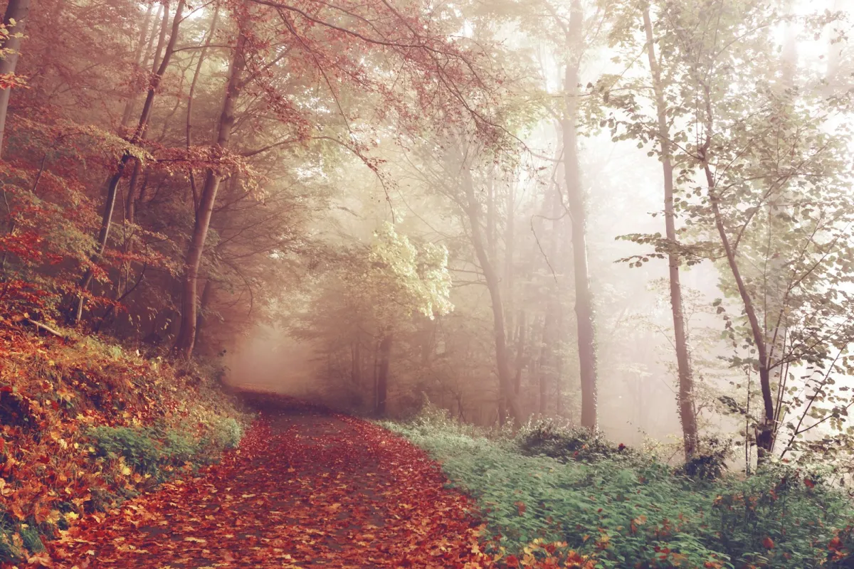 A path covered in fallen autumn leaves winding through a misty forest