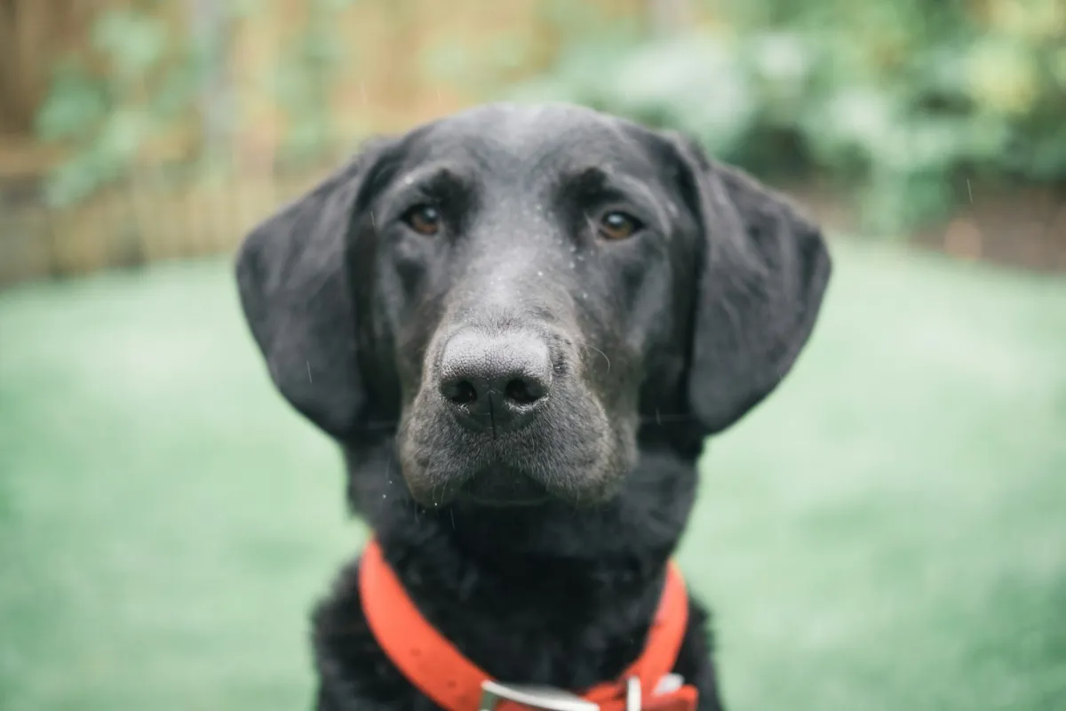 A black Labrador retriever wearing a red collar A black Labrador retriever wearing a red collar